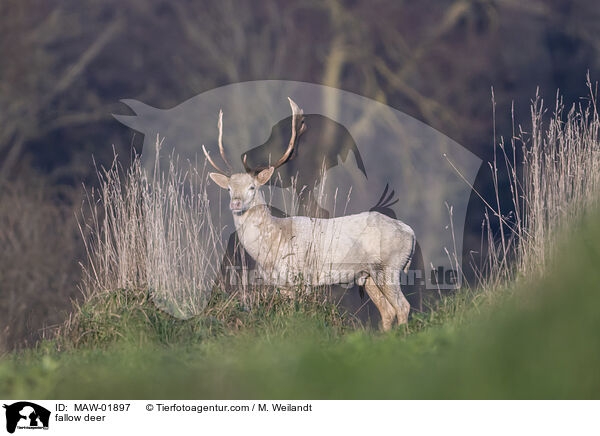 Damwild / fallow deer / MAW-01897