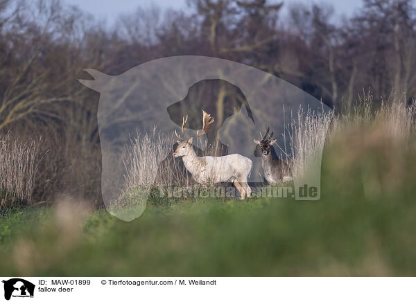 Damwild / fallow deer / MAW-01899