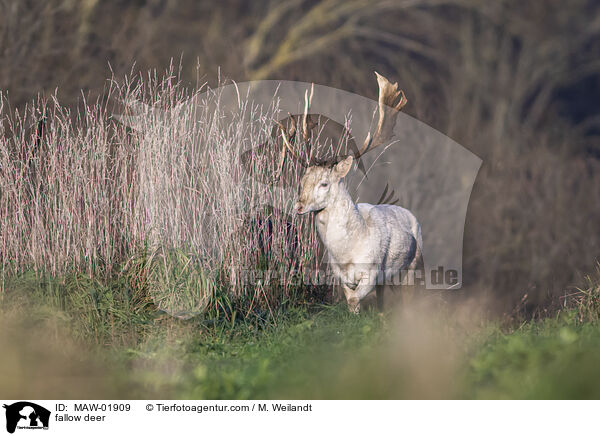 Damwild / fallow deer / MAW-01909