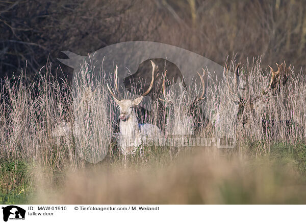 Damwild / fallow deer / MAW-01910