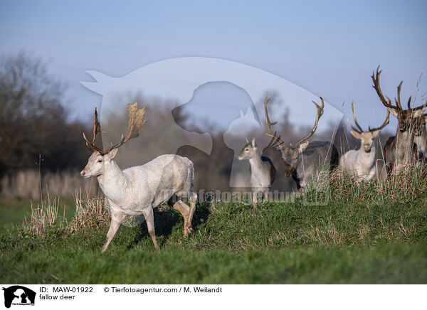 Damwild / fallow deer / MAW-01922