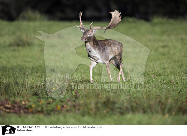 Damhirsch / fallow deer / MBS-28172