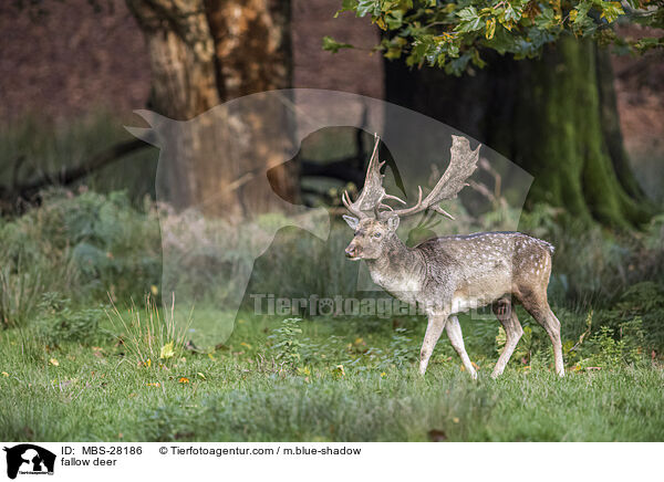 Damhirsch / fallow deer / MBS-28186
