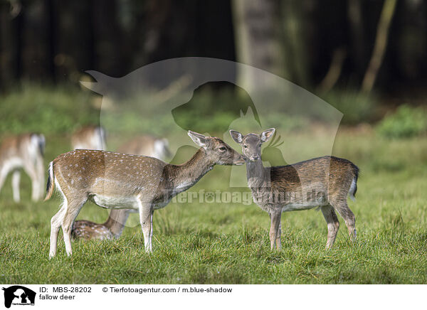 Damhirsch / fallow deer / MBS-28202