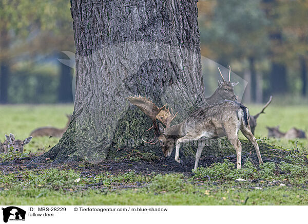 Damhirsch / fallow deer / MBS-28229