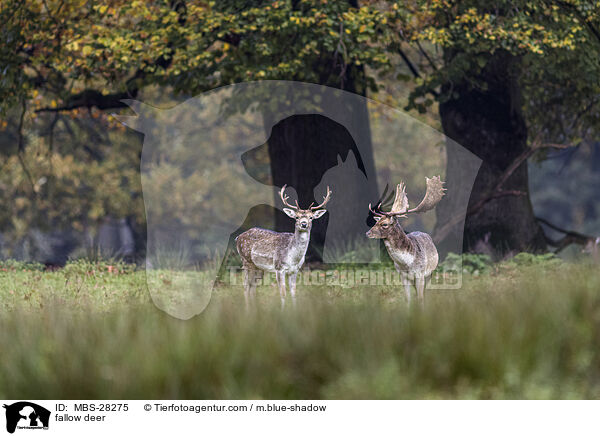Damhirsch / fallow deer / MBS-28275