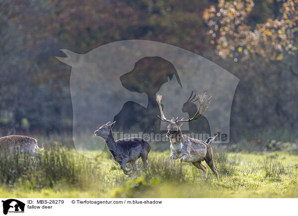 Damhirsch / fallow deer / MBS-28279