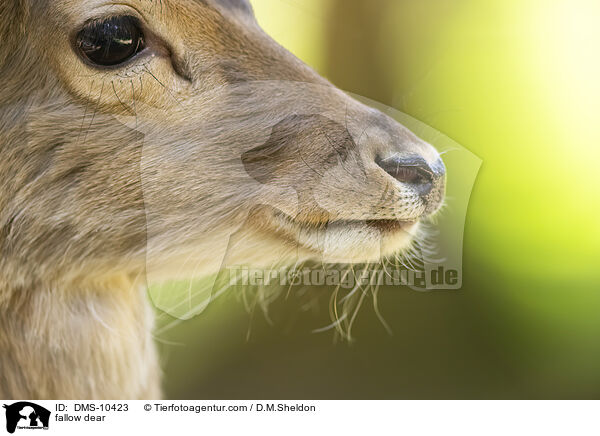 fallow dear / DMS-10423