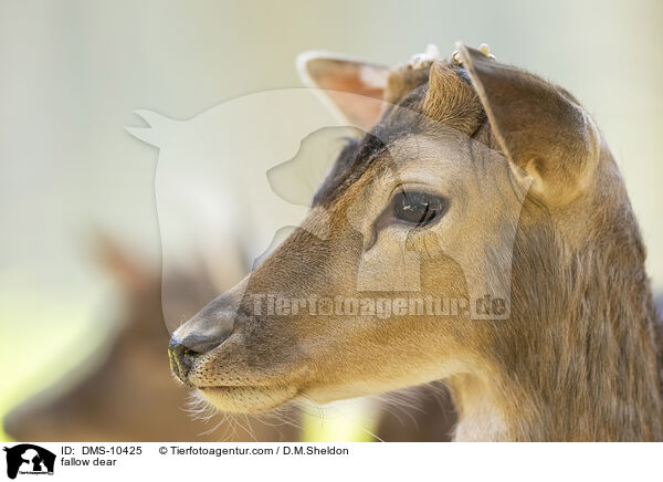 fallow dear / DMS-10425