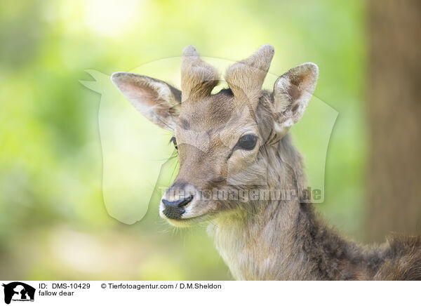 Damwild / fallow dear / DMS-10429
