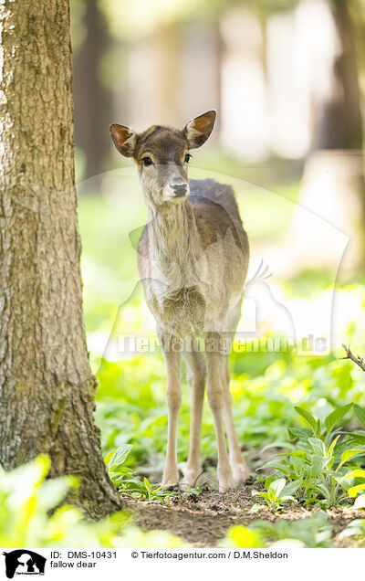 Damwild / fallow dear / DMS-10431