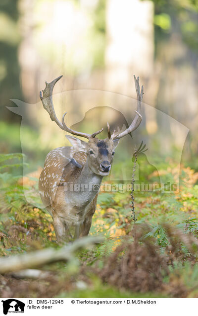 Damwild / fallow deer / DMS-12945