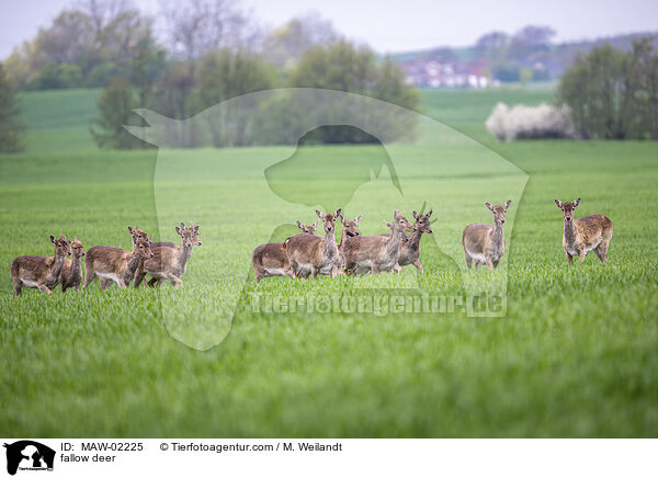 Damwild / fallow deer / MAW-02225