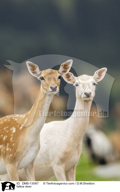 Damwild / fallow deer / DMS-13087