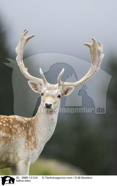 Damwild / fallow deer / DMS-13124