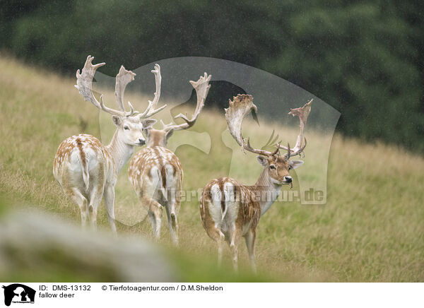 Damwild / fallow deer / DMS-13132