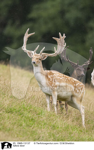 Damwild / fallow deer / DMS-13137