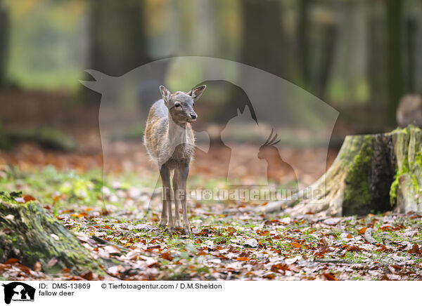 Damwild / fallow deer / DMS-13869