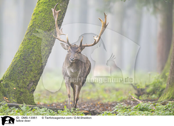 Damwild / fallow deer / DMS-13961