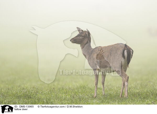 Damwild / fallow deer / DMS-13965