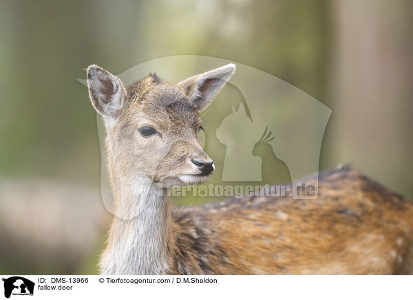 Damwild / fallow deer / DMS-13966