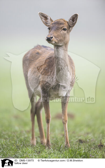 Damwild / fallow deer / DMS-13975