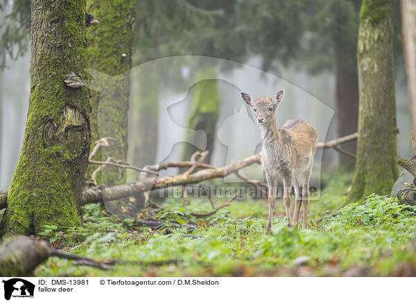 fallow deer / DMS-13981