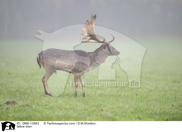 Damwild / fallow deer / DMS-13983