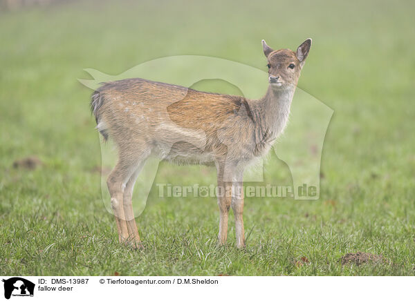 Damwild / fallow deer / DMS-13987