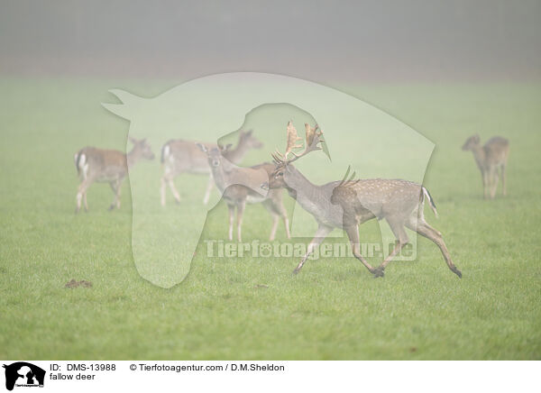 Damwild / fallow deer / DMS-13988
