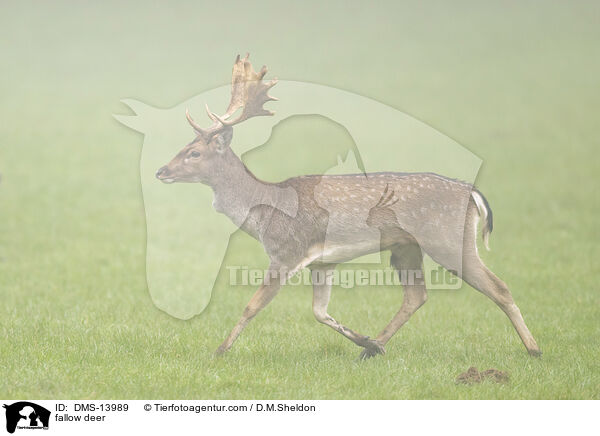 Damwild / fallow deer / DMS-13989