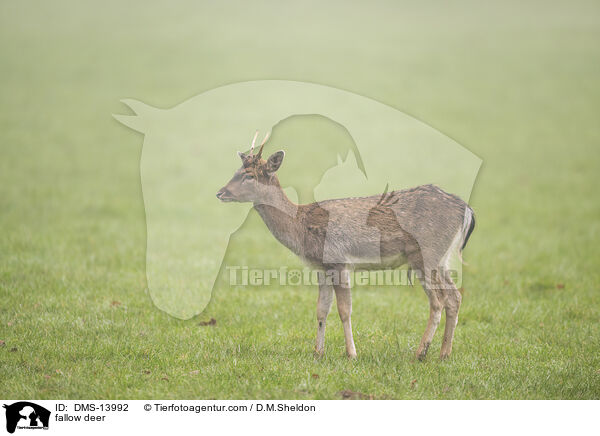 Damwild / fallow deer / DMS-13992
