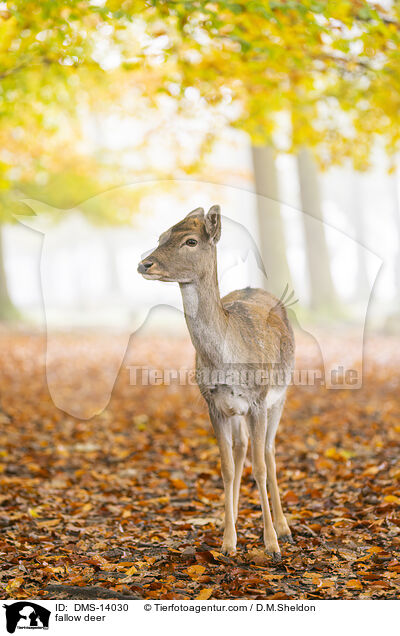 Damwild / fallow deer / DMS-14030