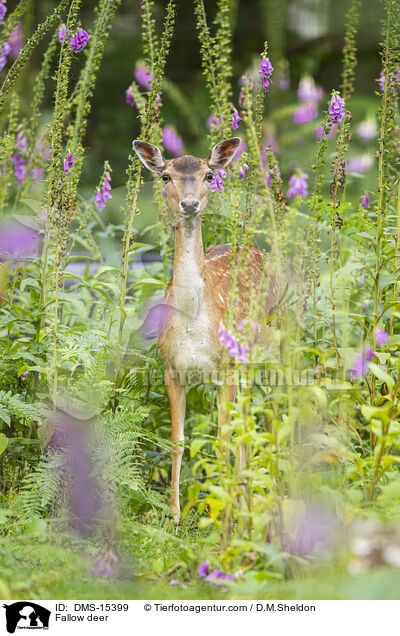 Damwild / Fallow deer / DMS-15399