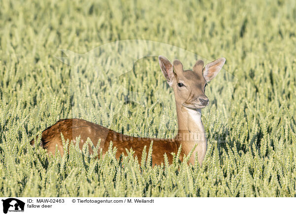 Damhirsch / fallow deer / MAW-02463