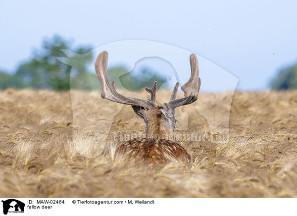 Damwild / fallow deer / MAW-02464