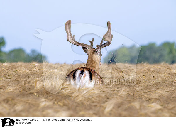 Damwild / fallow deer / MAW-02465
