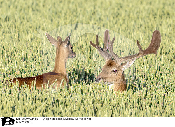 Damwild / fallow deer / MAW-02468