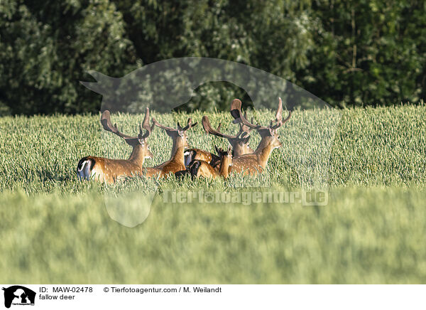 Damwild / fallow deer / MAW-02478