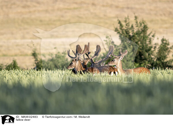 Damwild / fallow deer / MAW-02483