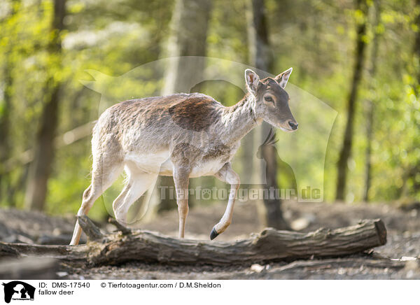 Damwild / fallow deer / DMS-17540