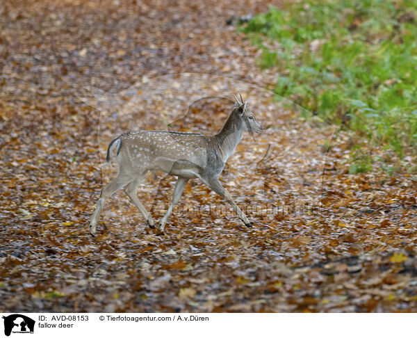 Damwild / fallow deer / AVD-08153