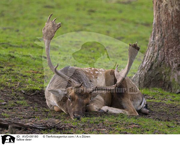 Damwild / fallow deer / AVD-08180