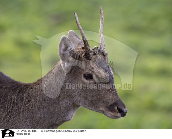 Damwild / fallow deer / AVD-08186