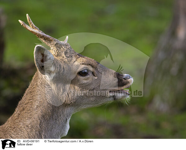 Damwild / fallow deer / AVD-08191