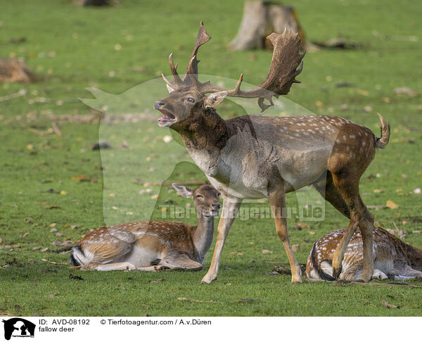 Damwild / fallow deer / AVD-08192