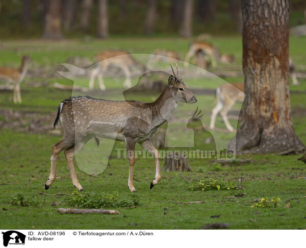 Damwild / fallow deer / AVD-08196