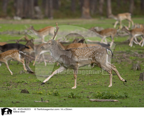 Damwild / fallow deer / AVD-08203
