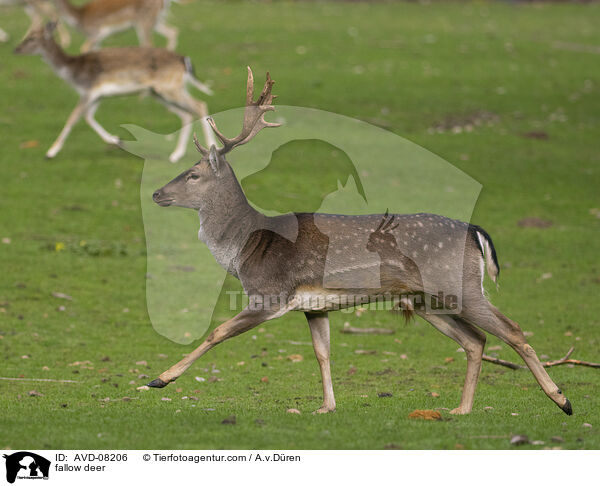 Damwild / fallow deer / AVD-08206
