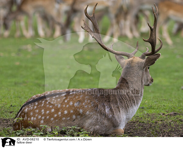 Damwild / fallow deer / AVD-08210